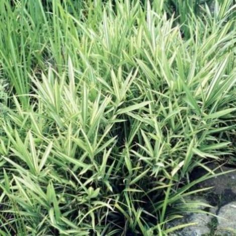 1 x Pleioblastus variegatus - Bambou nain en pot de 2 litres