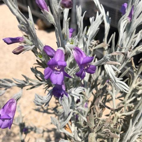 EREMOPHILA NIVEA VASO 16CM (1/2)