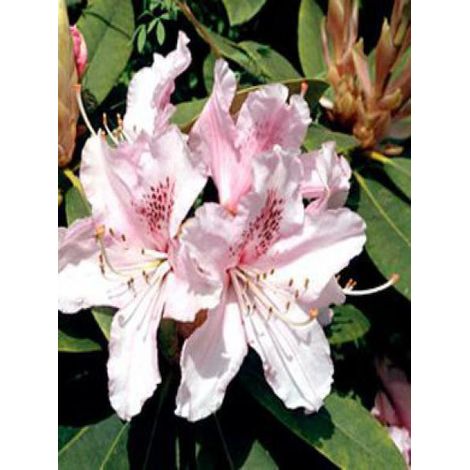 Rhododendron  'Albert Schweitzer' Pot de 4L/5L (1/3)