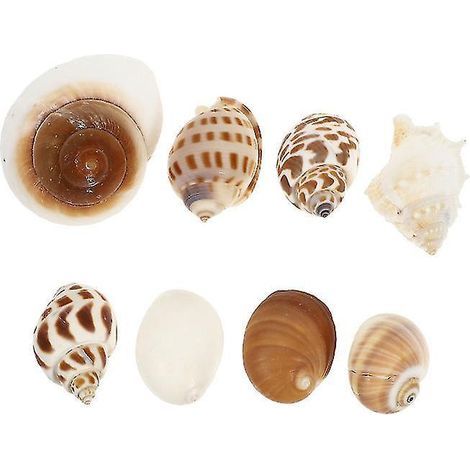 8 Muscheldekorationen für Aquarien (1/3)