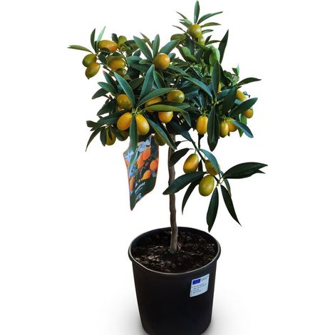 Kumquat - Citrus Fortunella - Agrumier - Arbre fruitier - 3 ans -