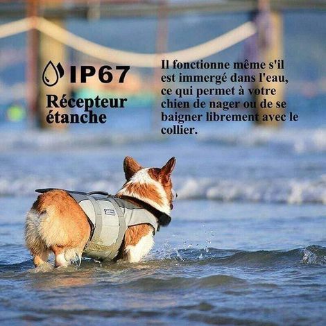Collier de dressage pour chien Rechargeable et étanche IP67 Portée 800 mètres 99 niveaux de vibration Système multi chiens séparé Mode sonore inclus