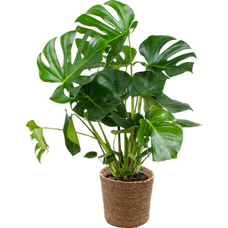Bloomique - Monstera Deliciosa - Plante à trous - Plante d’intérieur - Dépolluante - Facile à entretenir - 70-80 cm de haut - Panier en jonc de mer 21 cm