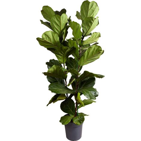 Bloomique - Ficus Lyrata - Plante à feuilles de violon - Plante d'intérieur XXL - Purificateur d'air - Facile d'entretien - Hauteur 140-160 cm - Pot de 30 cm