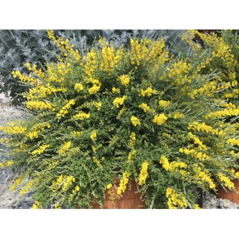 Cytisus Racemosus v17