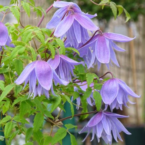 Clématite des Alpes - Clematis alpina 'Frankie' - 50-60 cm pot