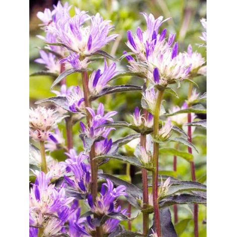 Campanule à bouquets 'Genti Twisterbell' Godet de 8/9 cm