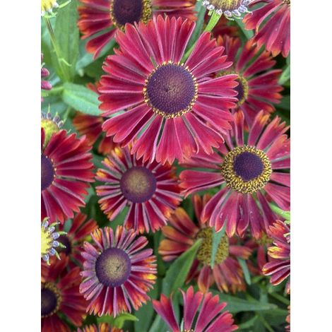 Hélénie d'automne 'Siesta' Godet de 8/9 cm