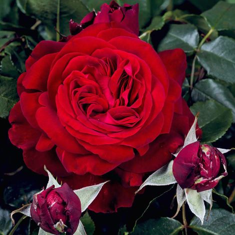 Admiral Rose plant photos réelles