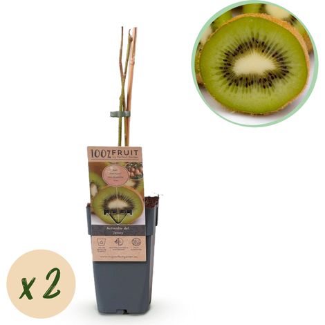 Lot de 2 Kiwis Actinidia deliciosa Jenny Plantes Fruitières Autofertiles Pot 15cm Hauteur 50cm - PANGIVO (1/4)