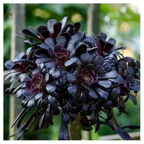 Aeonium arboreum var. atropurpureum 'Schwarzkopf' 1 cuttings/head cuttings