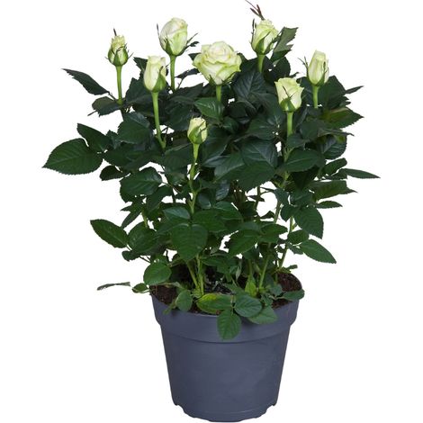 Rosier Blanc en Pot Plante Fleurie Décorative Pot Ø 17 cm Hauteur 45 cm - PANGIVO