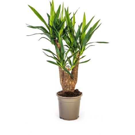 Yucca Elephantipes Ramifiée - Plante d'Intérieur Robuste - Pot Ø 21 cm - Hauteur 60-70 cm - PANGIVO (1/3)