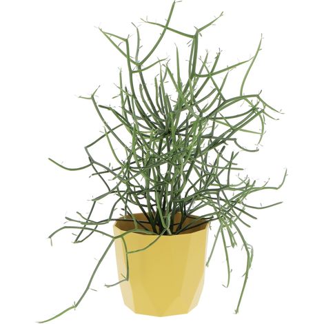 Euphorbia Tirucalli con Eco-Vaso Ocra - Piante Grasse Vere da Interni - Pianta Succulenta - H 30-40 cm Ø 12 cm (1/3)