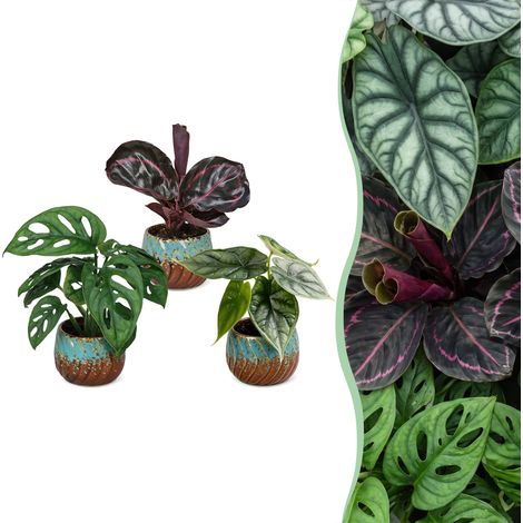 Lot de 3 mini plantes d'intérieur tropicales dépolluantes feuillage décoratif vert Ø 6 cm (1/5)