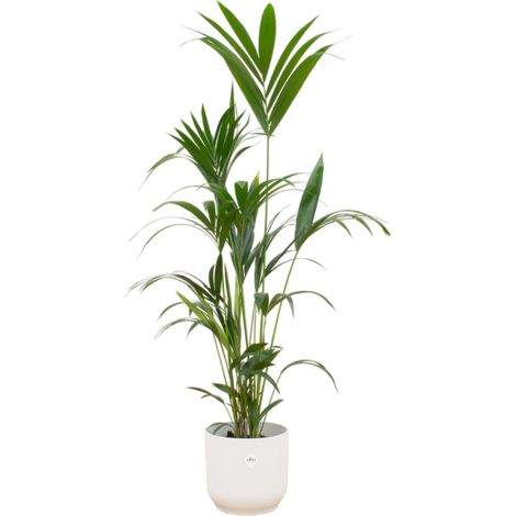 Palmier Kentia Howea forsteriana avec Pot Blanc Ø30 cm - Hauteur 160 cm - PANGIVO