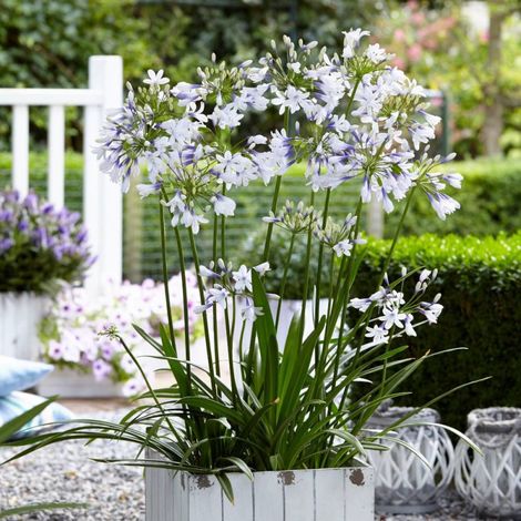 Agapanthe Twister® 'AMBIC001'/Pot de 4L - 40/60 cm (1/4)