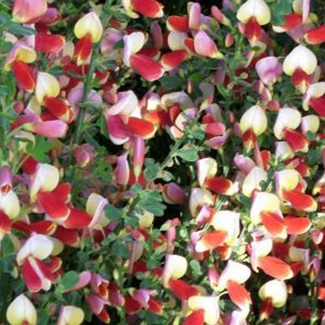 Genêt - Cytisus 'Palette' - 40-60 cm pot (1/4)