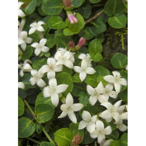 Mitchella repens Godet de 8/9 cm