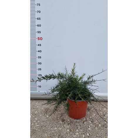 PIANTA DI GREVILLEA JUNIPERINA PALLA VASO 17 CM (foto reale)