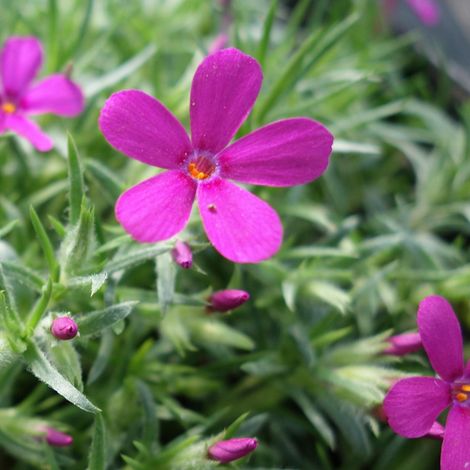 4 x Phlox nain  - Phlox douglasii 'Crackerjack'  - godet 9x9 cm (1/4)
