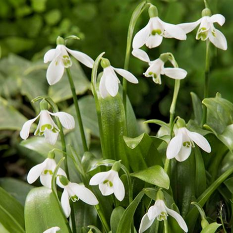 Bloomique - Mélange de 25 - Galanthus Woronowii - Perce-neige - Blanc - Bulbes à fleurs - Floraison printanière - Plantes vivaces - Pousse jusqu'à 10-15 cm (1/5)