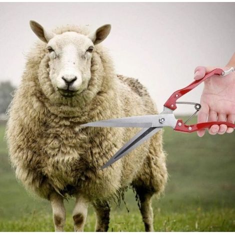 Ecleanfy - Manuelle de Mouton, Tondeuses à Laine de Chèvre et de Mouton, Ciseaux de Cisaillement à Main en Acier Inoxydable Ciseaux de Coupe de Laine de Cisaillement de Mouton Multifonctionnels (1/4)