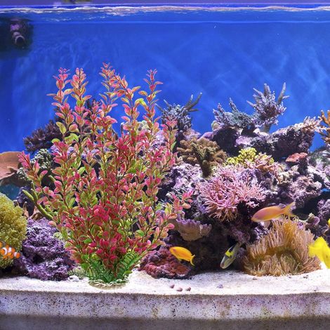 Plante Aquatique En Plastique Pour Aquarium - Décoration Rouge Rhodo Avec Base En Pierre - Ornament Résistant Pour Cachette De Poisson - 46x13x7cm (1/5)