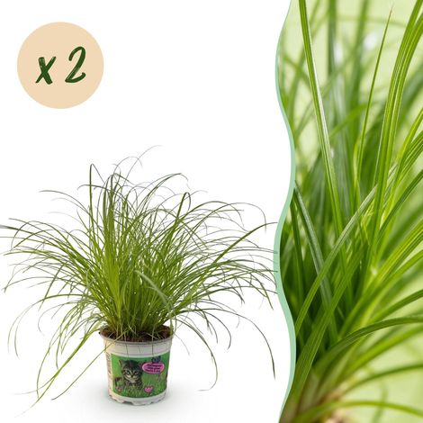 Lot de 2 Plantes d'Intérieur Cyperus Zumula Herbe à Chat Pet-Friendly Vert Pot 12cm H28-30cm - PANGIVO (1/5)