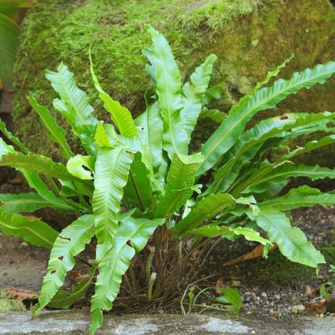 Fougère Langue de cerf, Asplenium/Godet