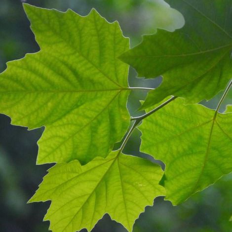 Érable zoeschense Annae, Acer x zoeschense/Pot de 15L - Baliveau (1/3)