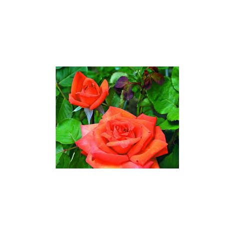 Rosa Barni Wildfire – Rosa Rifiorente dai Fiori Rosso Fuoco Intensi e Profumati