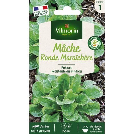 Mâche Ronde Maraîchère Vilmorin (1/2)