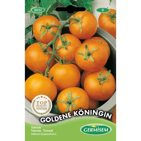 Graines Tomate Jaune Goldene Königin Variété ancienne productive originaire d'Allemagne type grosse cocktail grappes 4 à 7 fruits jaunes orangé sucrés 60 à 100g peu acides culture pleine terre (1/4)