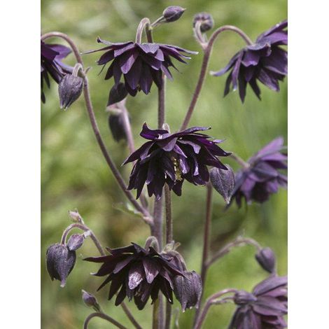 Ancolie des jardins 'Miss I huish' le sachet de 50 graines (0,12g) (1/2)