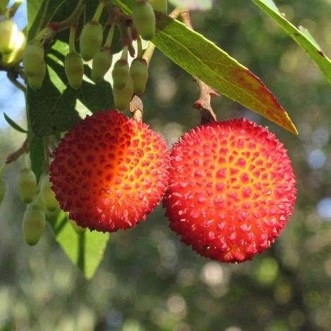 PIANTA DA FRUTTO CORBEZZOLO in vaso 18 età 2/3 anni