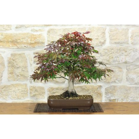 Bonsai di Acero Palmato Atropurpureum (9) (1/5)