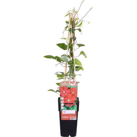Clématite 'Rouge Cardinal' Plante Grimpante à Grandes Fleurs Rouge Pourpre Ø15 cm H65 cm - PANGIVO (1/5)