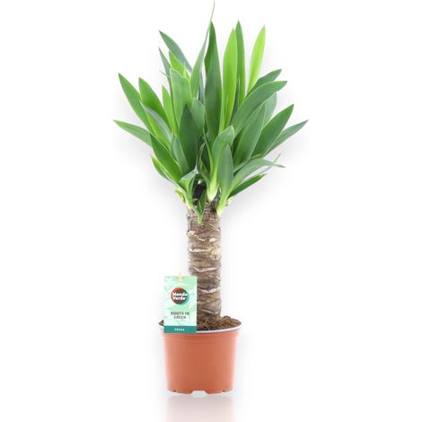 Gardenaria Yucca - Pianta da interno ornamentale - Altezza: 80 cm (vaso 24) (1/5)
