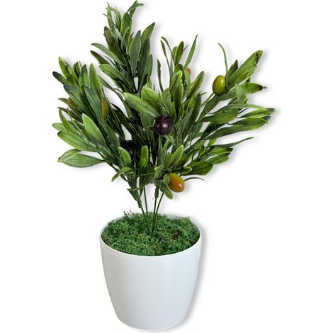 Plante en pot - Olivier avec fruit 37 cm (1/5)