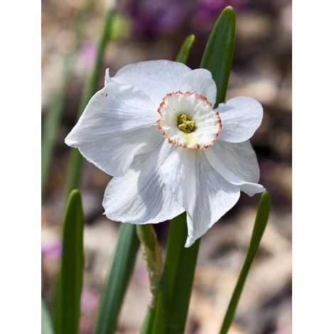 Narcisse à couronne 'Dreamlight' Bulbe calibre 12+ (par 10) (1/2)