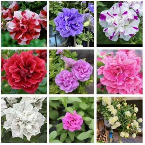 1 000 graines de petunias, adaptées à la culture en extérieur — Petunias vivaces, pour le jardin ou la culture domestique (1/5)