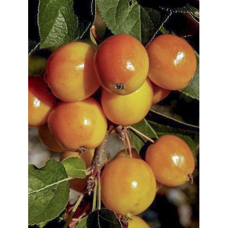 Pommier 'Yellow Siberian' Pot de 12L/15L (1/5)