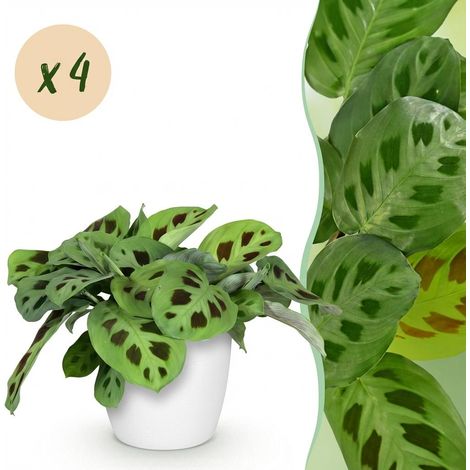 Lot de 4 Plantes d'intérieur Maranta Fascinator et Variétés Amies des Animaux Pots Blancs 25 cm - PANGIVO