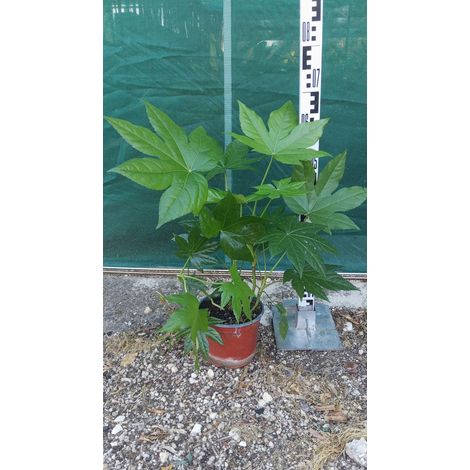 Aralia du Japon Fatsia Japonica Pot 18 cm Arbuste Persistant (1/4)