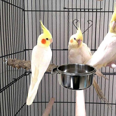 Perchoir en bois naturel pour cage à perroquet avec mangeoire en acier inoxydable pour perruche (1/4)