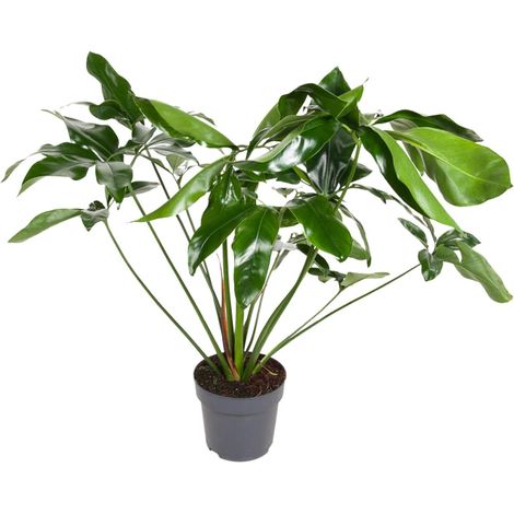 Philodendron Green Wonder - Plante d'Intérieur Décorative - Pot Ø 24 cm - Hauteur 100 cm - PANGIVO (1/4)