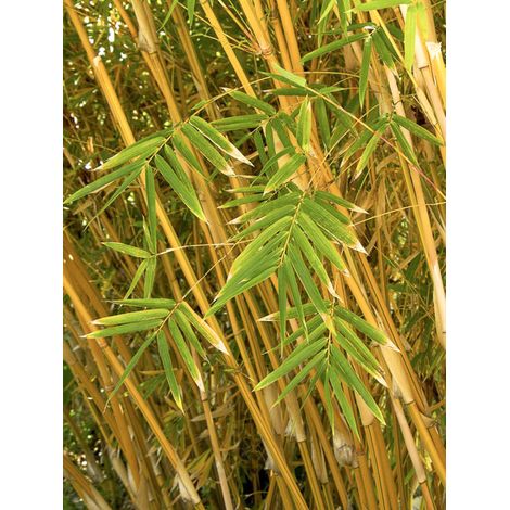 Bambou des haies 'Alphonse Karr' Pot de 4L/5L (1/2)