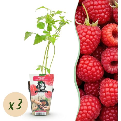 Framboisier Rubus idaeus Ottawa Lot de 3 Plantes Fruitières Framboises Rouges Pot 9 cm - PANGIVO (1/5)