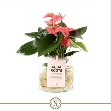 Anthurium Rose Pink Champion Plante Hydroponique avec Vase en Verre 35 x 17 cm - PANGIVO (1/2)